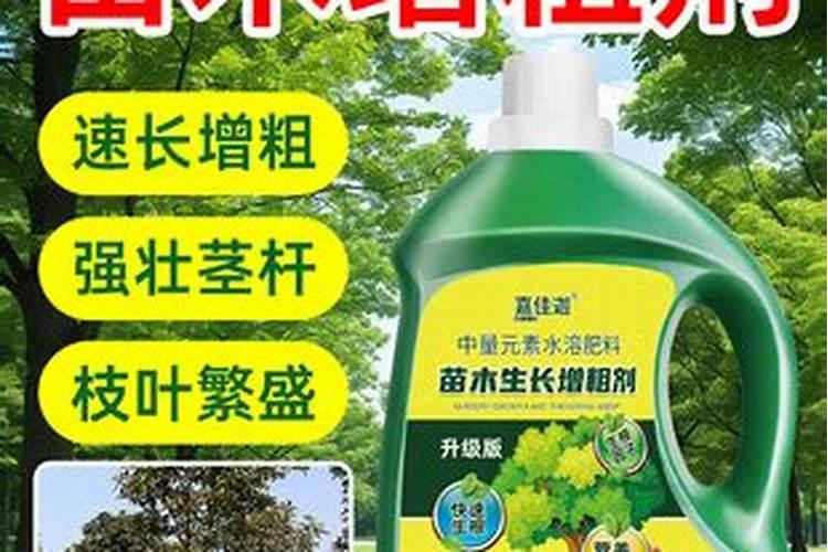 杨树快速增粗新方法