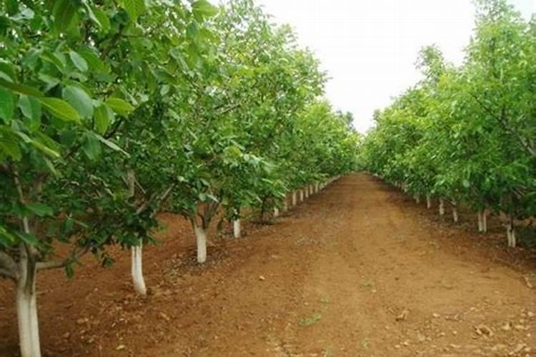 核桃树上什么肥料最好