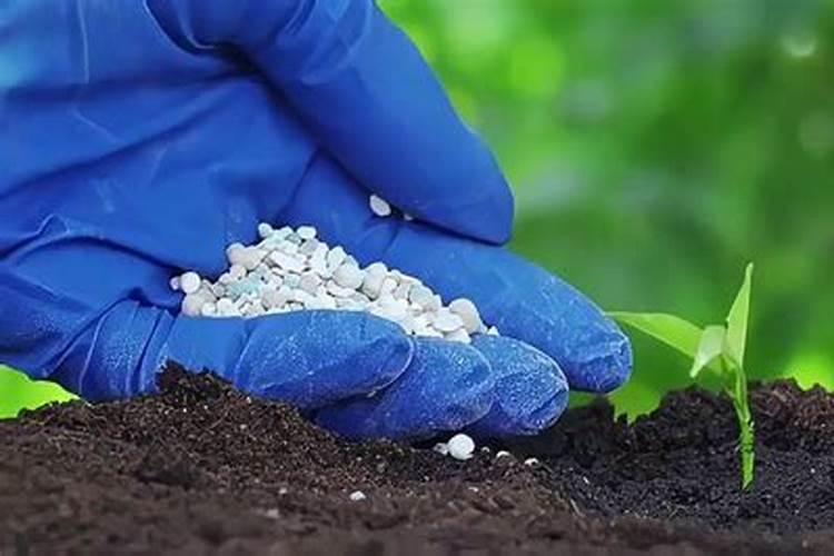 尿素可以用来给栀子花施肥吗