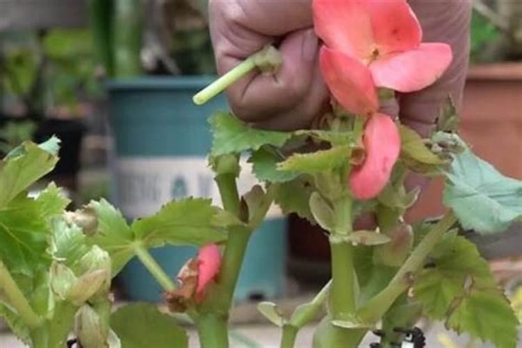 海棠什么时候施肥