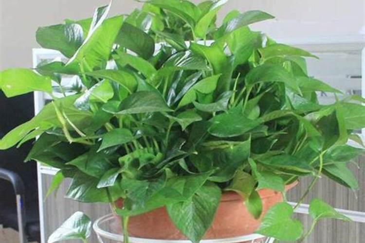 种植冬小麦用什么肥料好.地点是河南省周口市太康县朱口镇