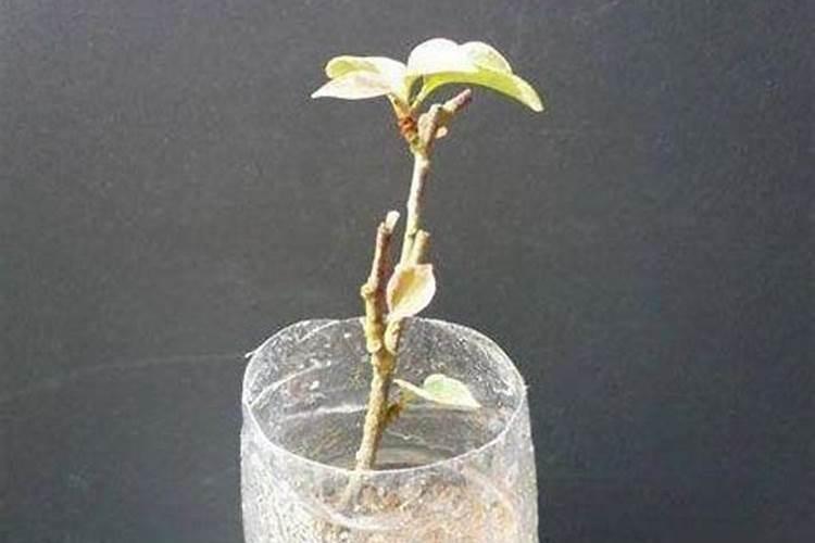 磷酸二氢钾当叶面肥用量