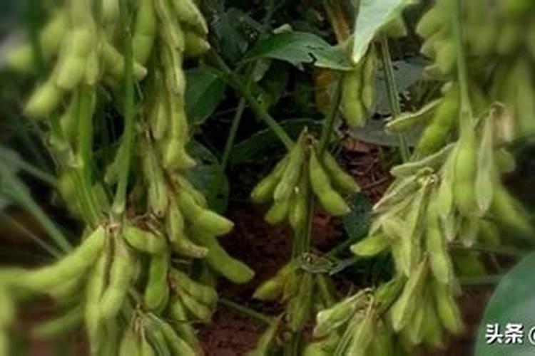 黄豆什么时候可以施肥