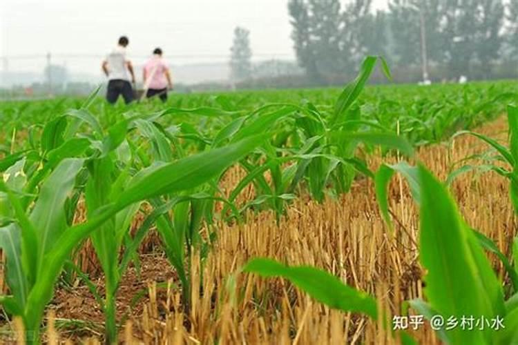 玉米打叶面肥好还是追尿素好
