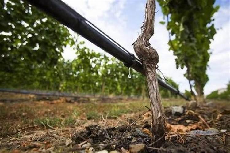 葡萄增甜叶面肥一亩地用多少,叶面肥使用注意事项,如何快速膨大？