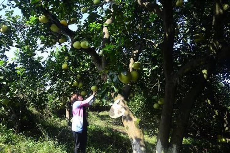 柚子施什么肥最甜