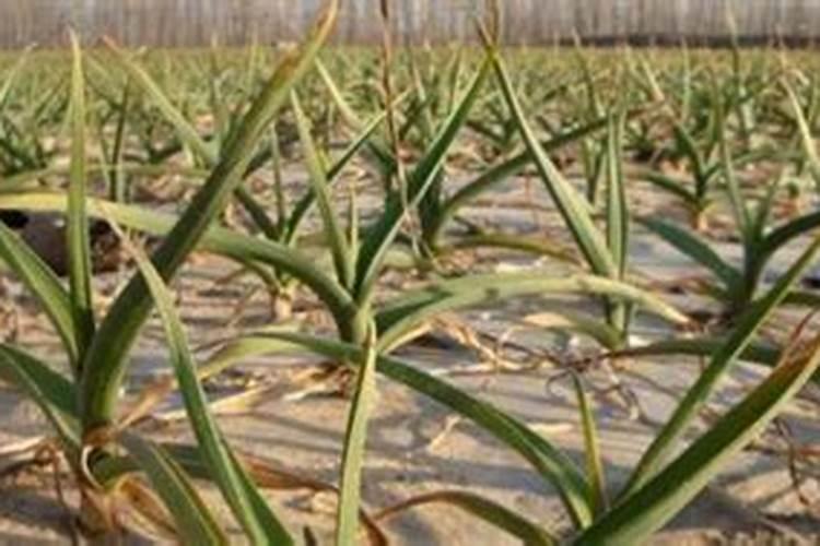 大量磷肥烧根吗