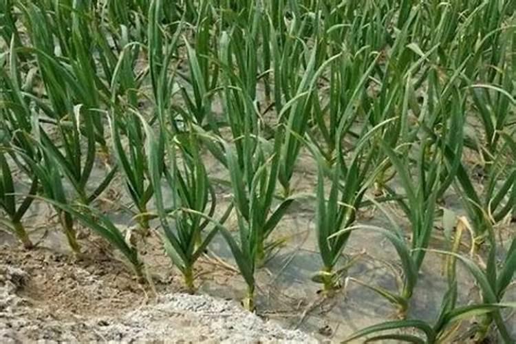 大量磷肥烧根吗