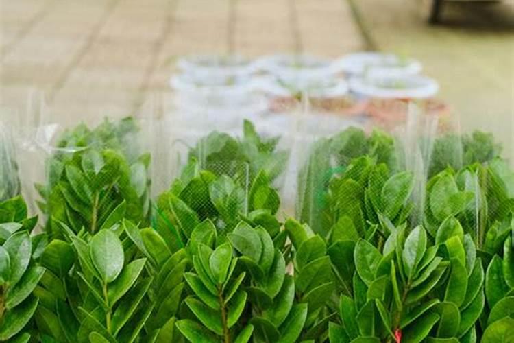 多肉为什么可以用一片叶子就能重生？