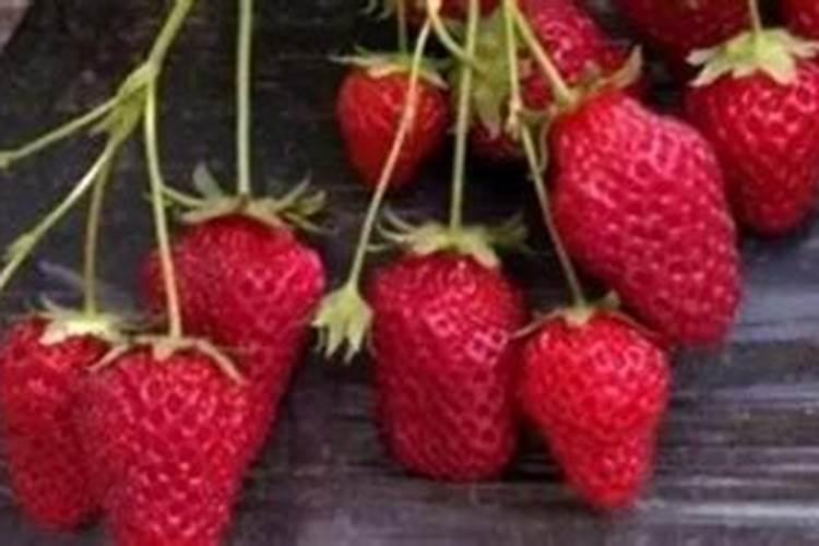 苹果树几年结果