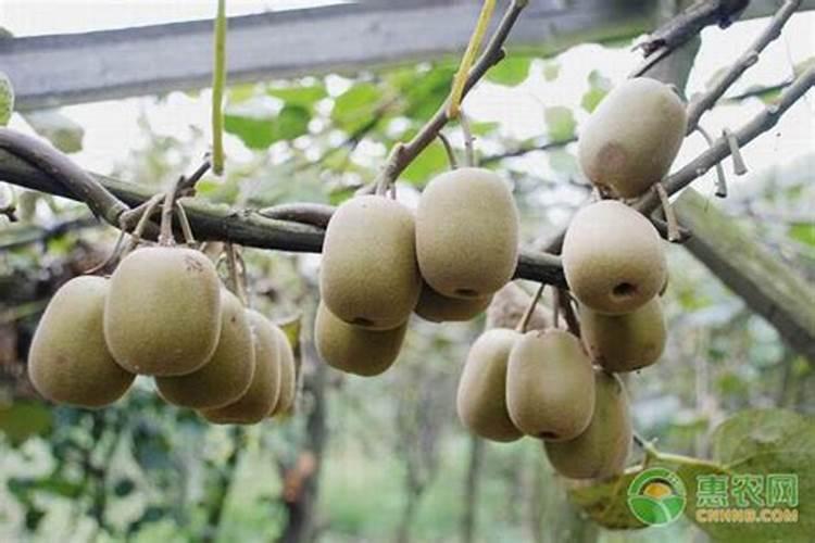 猕猴桃膨大剂什么时间打？猕猴桃喷什么叶面肥结果多？