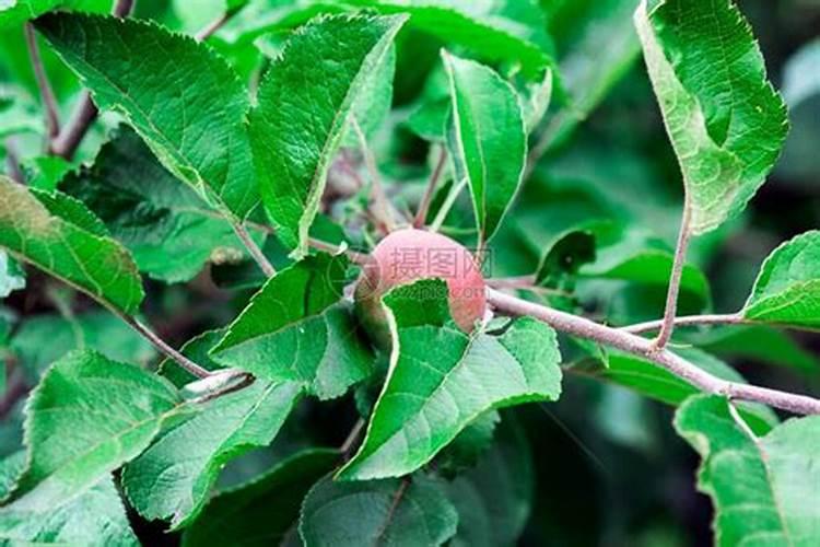 苹果树套代前能用胺基酸叶面肥吗？