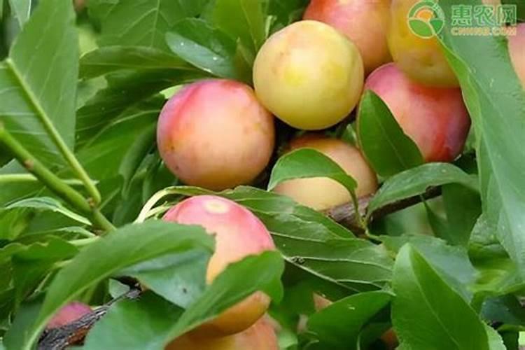 李子树什么时候施肥最好,应该注意什么？