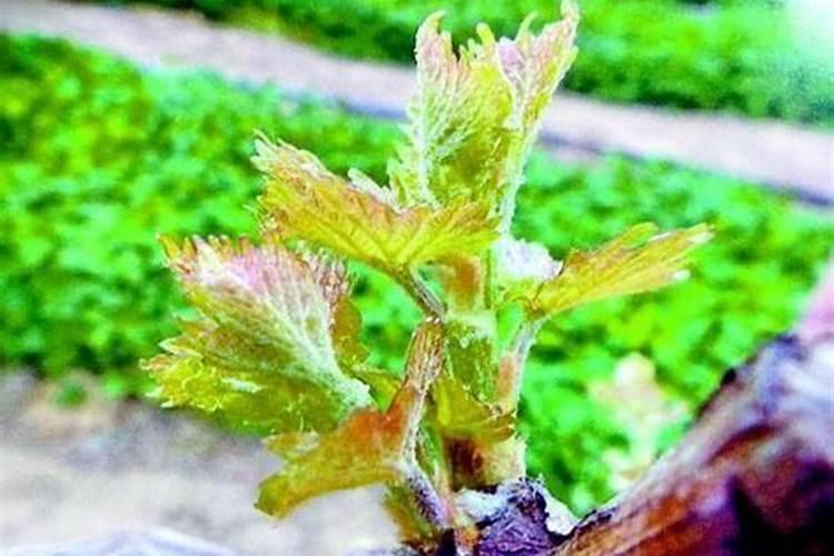 葡萄进入萌芽期如何施肥及管理。