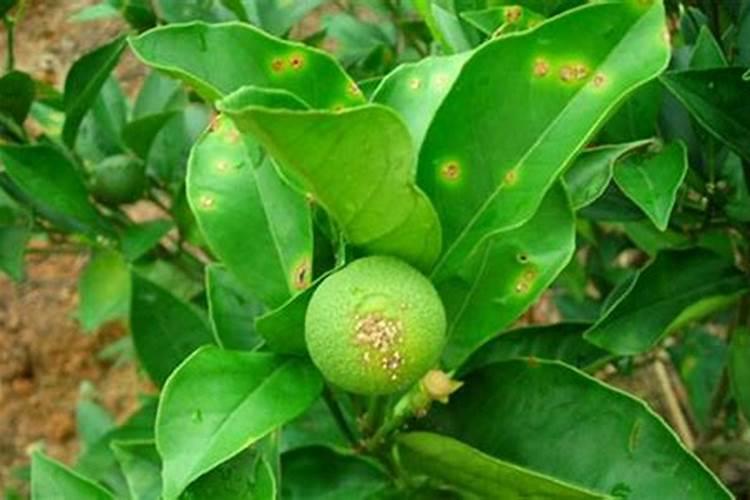 不知火几月份成熟上市