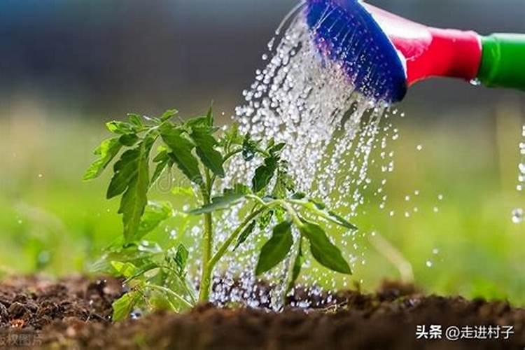 水溶肥后多久能浇水
