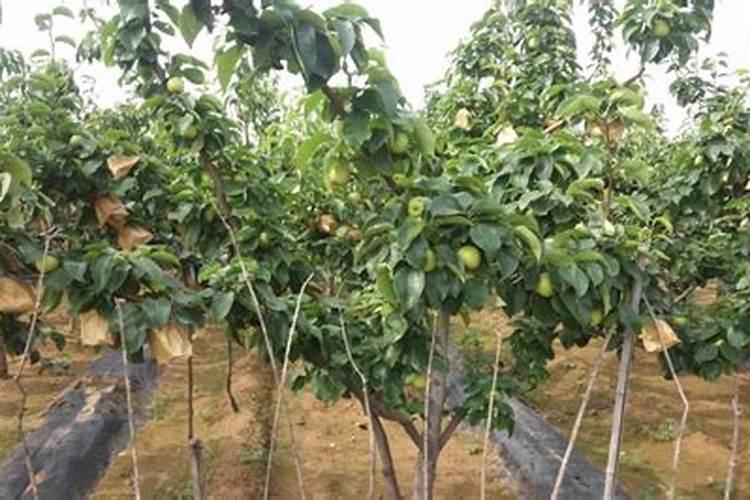 梨树施肥时间与方法