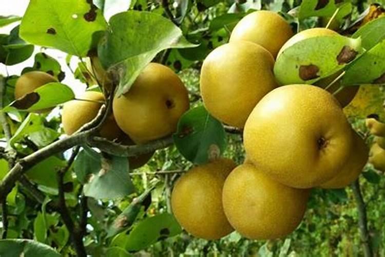 梨树什么时候施肥料最好
