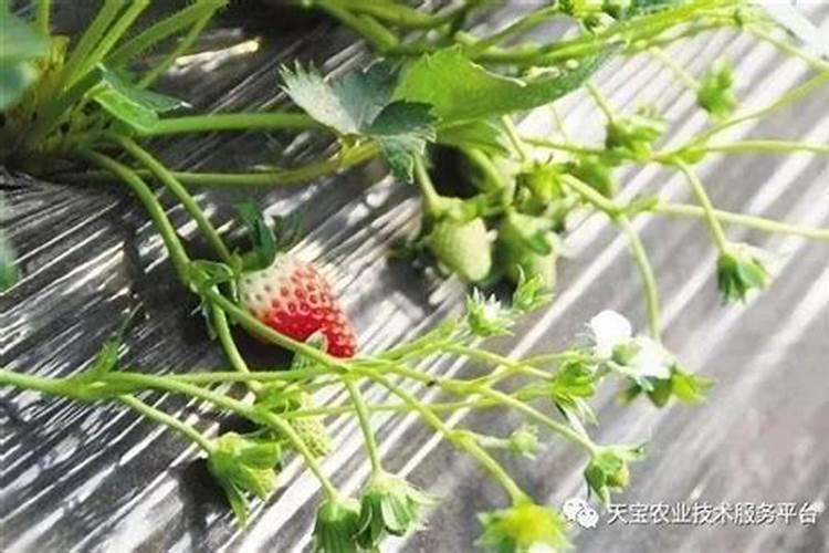 大棚草莓种植需要使用什么肥料？施肥比例怎么选择