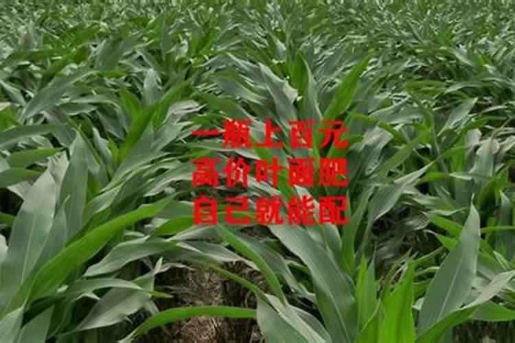 使烟叶落黄用磷酸二氢钾和烟叶落黄钾那样效果更好？