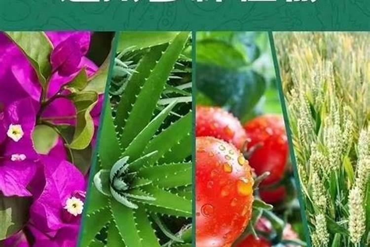 复合肥隔几天施一次