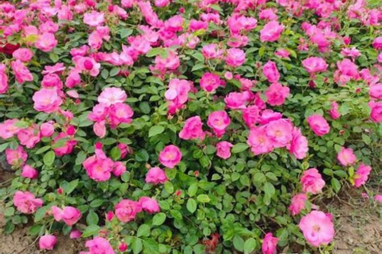 【碳哥课堂】种月季用什么样的水溶肥好？