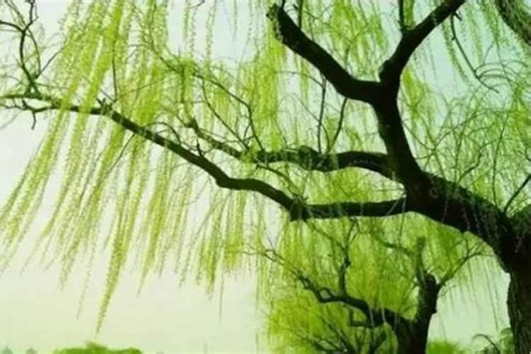 扦插的柳树枝什么时候施肥 扦插的柳树枝怎么施肥