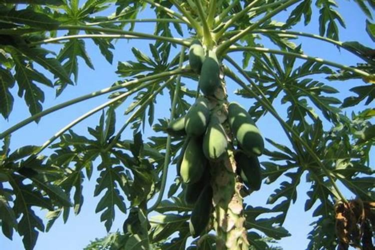 木瓜树黄叶怎么治