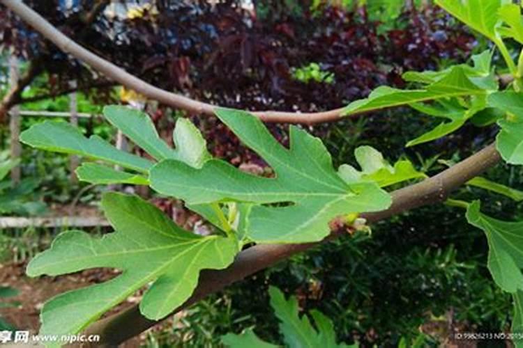 我家的木瓜树变得叶子黄。怎么解决？