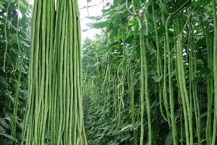 豆角开花期打什么叶面肥 豆角花期可以喷施叶面肥吗