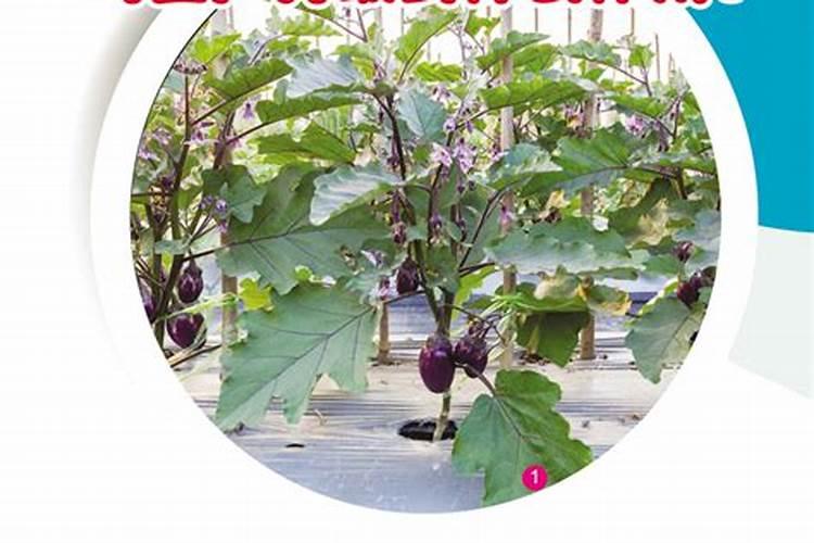 大棚种植茄子需要什么肥料