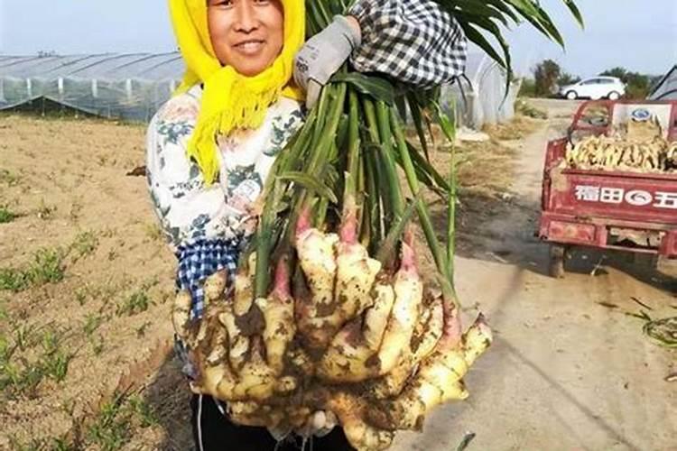 大姜后期要冲施什么化肥？