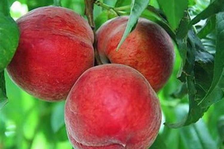 桃树膨大期追施什么肥料好？桃树结果期追肥用什么肥料好？