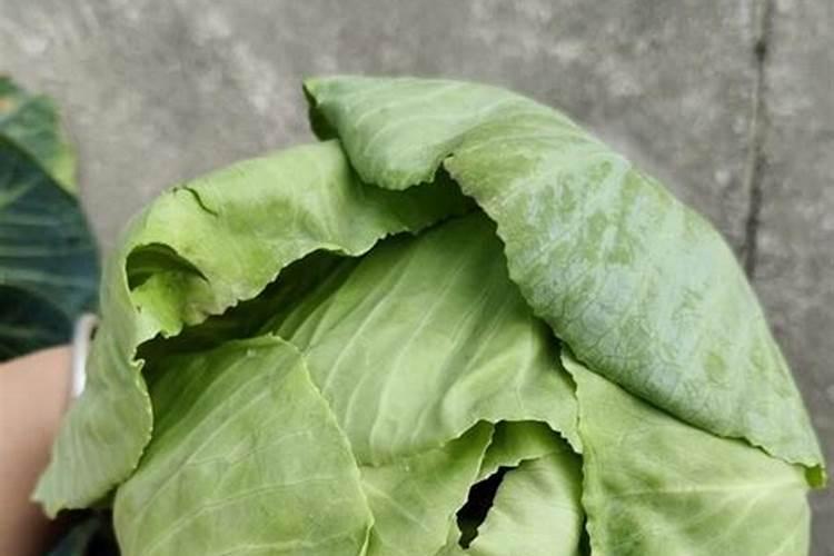 青菜施肥用复合还是尿素