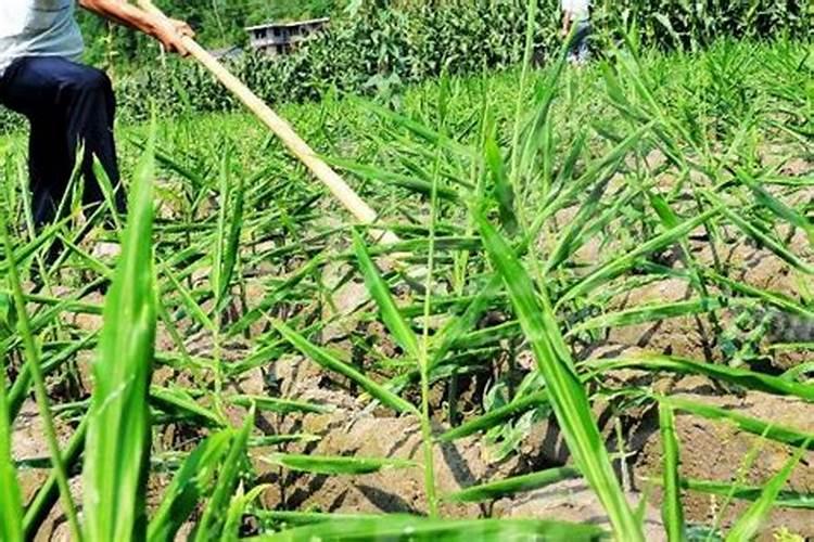 夏播玉米追肥用什么肥料最好