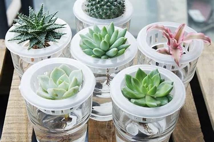 养多肉怎样使用水溶肥