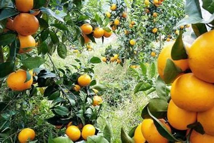 柑橘用什么肥料最好