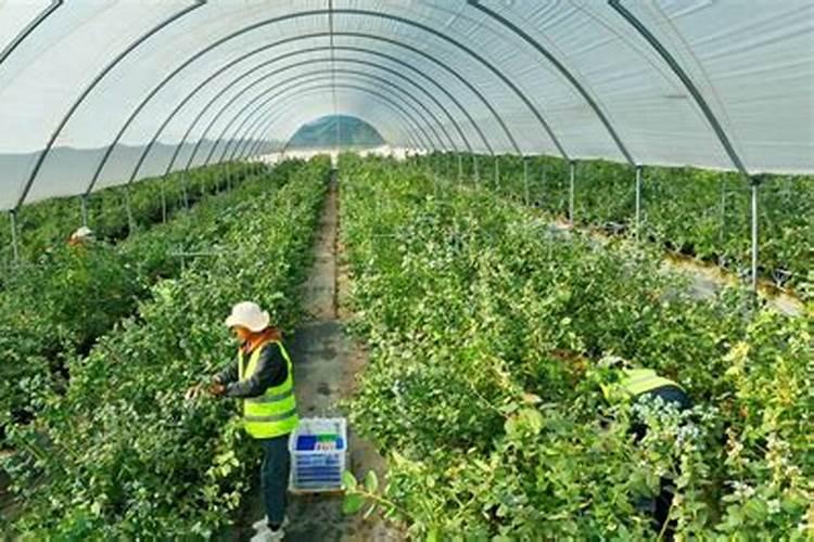 葡萄专用叶面肥哪种好？叶面肥品牌哪个好？叶面肥就用根小子!