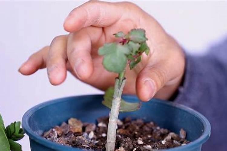 落地生根嫁接长寿花的方法(养了十几年长寿花,没想到嫁接方法这么简单...