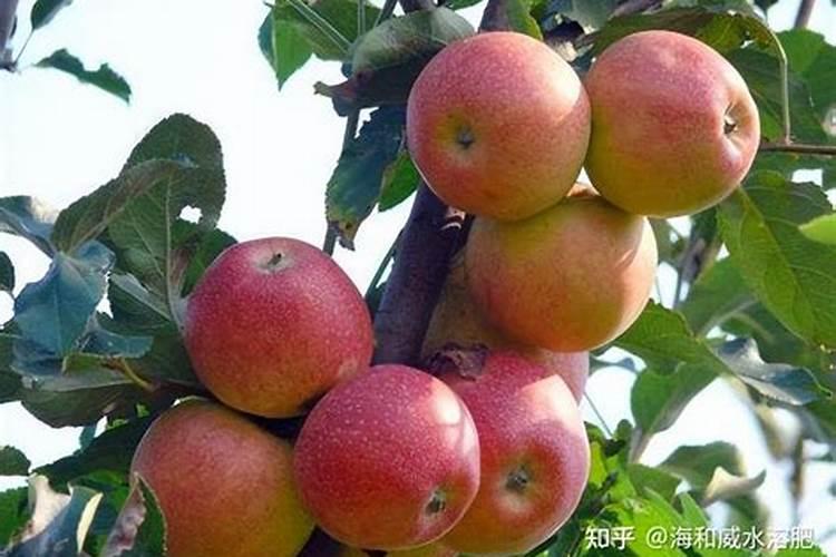 多肉烂根是怎么回事 多肉烂根怎么补救