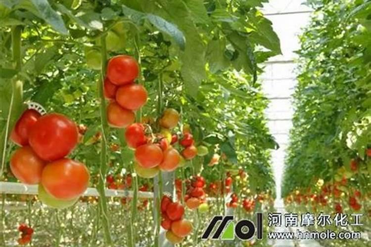 腐植酸水溶肥是什么？它有啥作用呢？