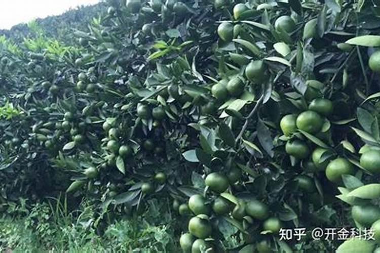 盆栽龙眼种植盆栽方法有哪些