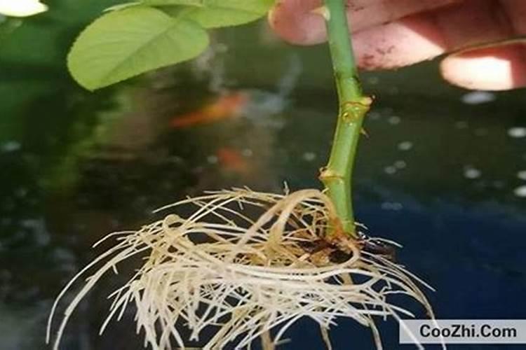 扦插月季什么时候上肥 月季什么时候开花