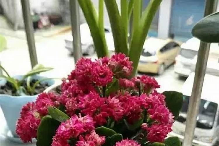 嫁接长寿花都有哪些注意事项