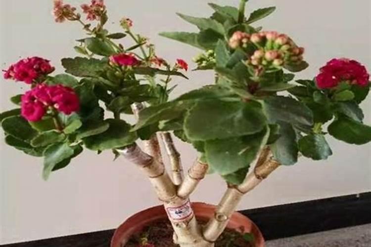 落地生根嫁接长寿花的方法