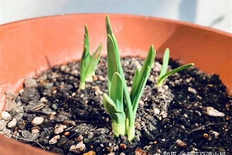 土培的水仙可以施肥吗