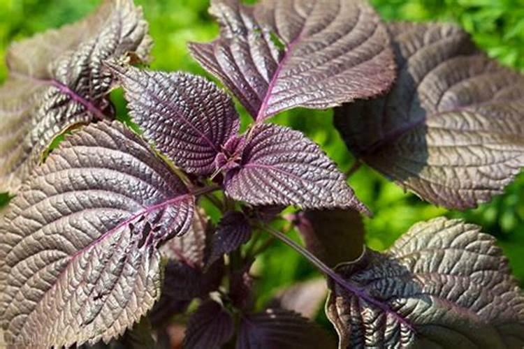 苏子用啥叶面肥