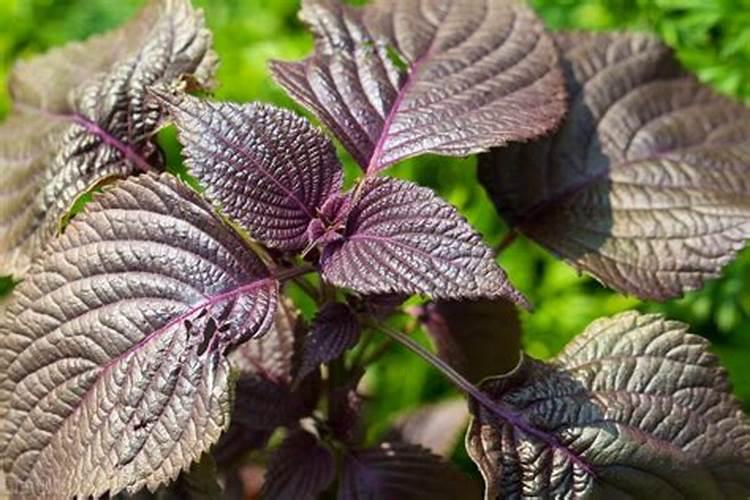 紫苏种植方法和注意事项