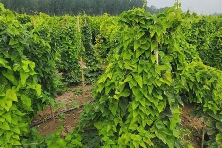 山芋怎么种植方法