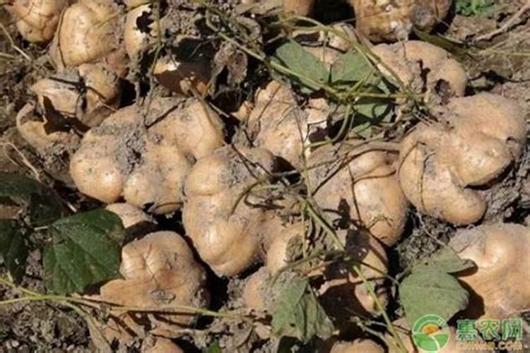 山芋怎么种植方法